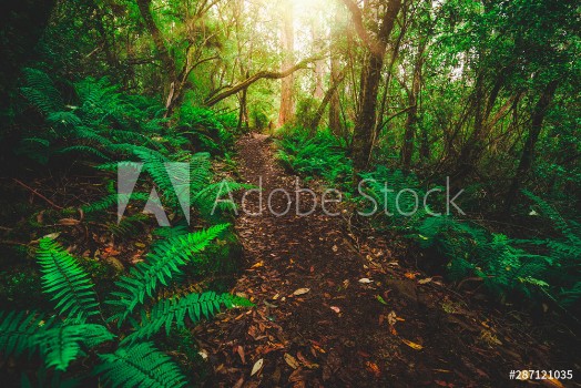 Picture of Beautiful path in lush tropical rainforest jungle in Tasman peninsula Tasmania Australia The ancient jurassic age jungle is part of three capes track famous bush walking of Tasmania Australia